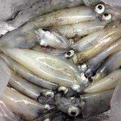 夕マヅメケンサキリベンジ